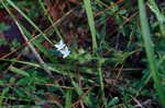 Virginia buttonweed